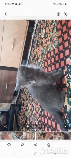 Котята милашки