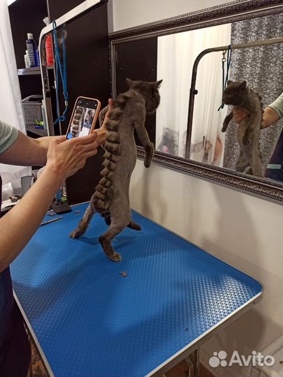 Стрижка кошек и собак, груминг кошек и собак