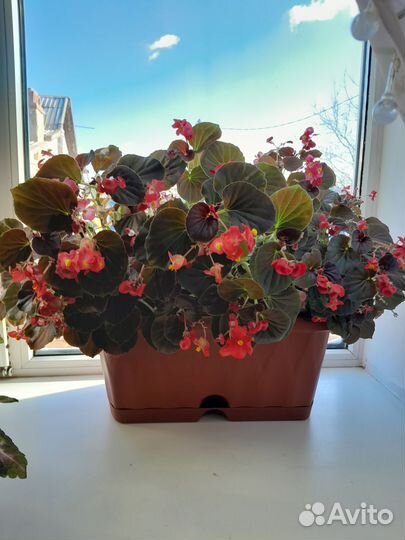 Бегония вечноцветущая