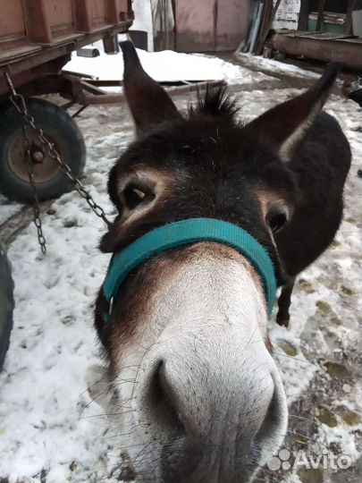 Домашний осел