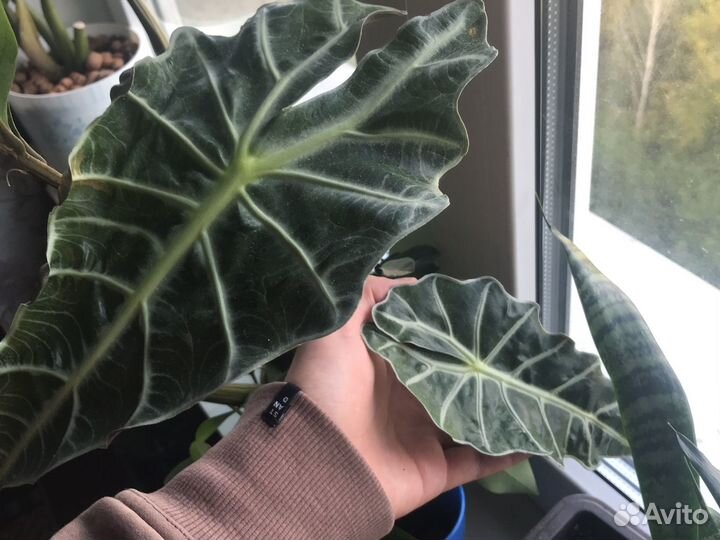 Алоказия полли