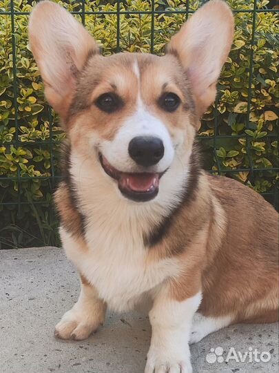 Мальчик Корги