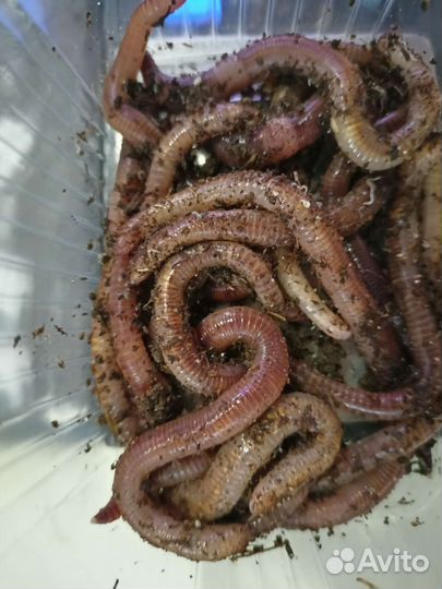 Червь Дендробена