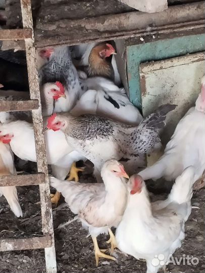 Петушки подрощенные на племя и на мясо