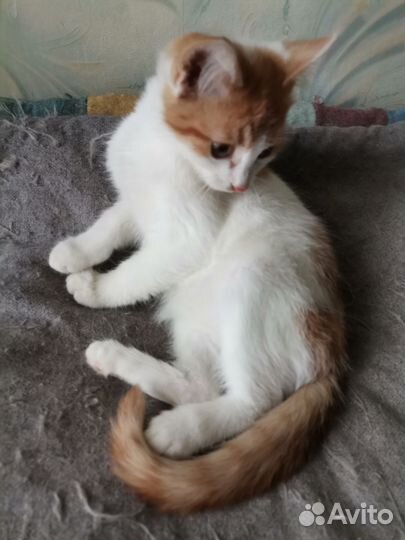 Котенок мальчик ищет заботливых хозяев