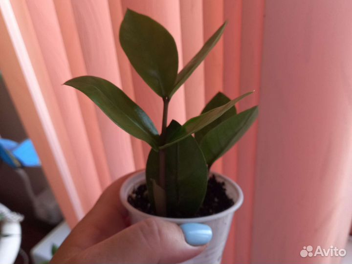 Замиокулькас