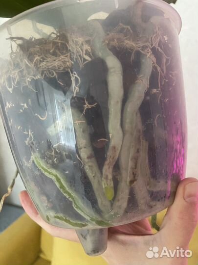 Орхидея фаленопсис