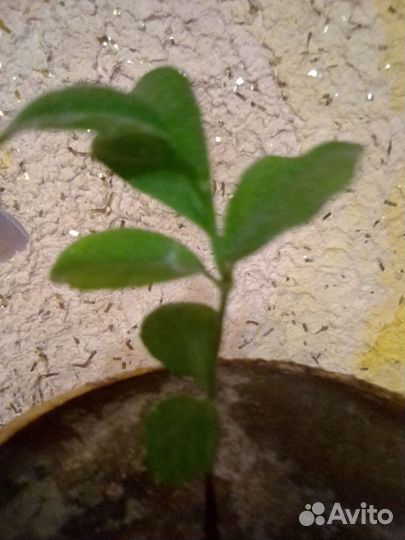 Очень вкусный и красивый Лимон