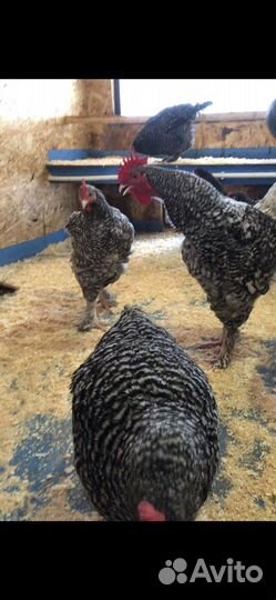 Инкубационное яйцо породистых кур