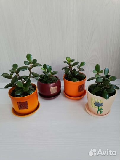 Толстянка, фикус - кинки, финиковая пальма