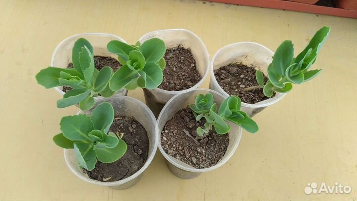 Седум очиток