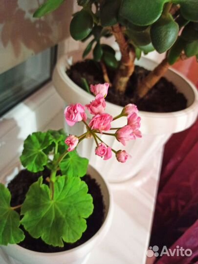 Продаю цветы, хорошо укоренённые