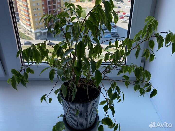 Фикус бенджамина