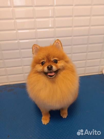 Грумер стрижка собак