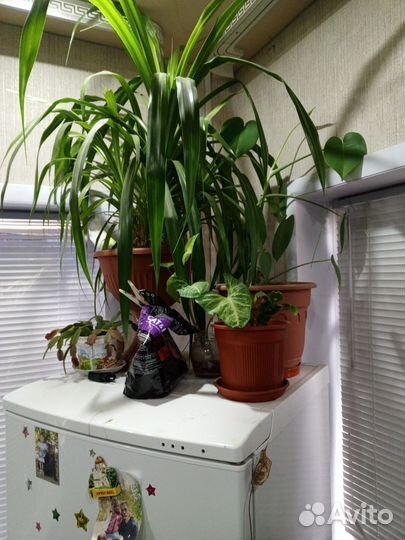 Комнатные цветы