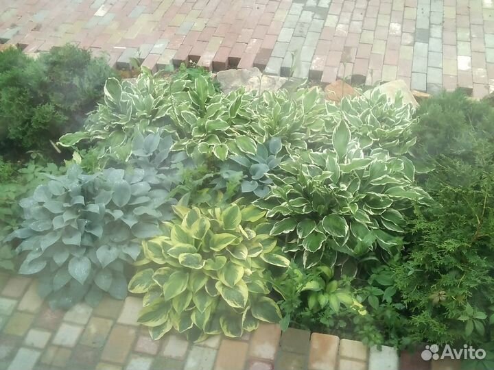 Хосты, лилейники, бадан, пионы и т. д