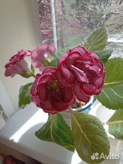 Листики Глоксинии махровой