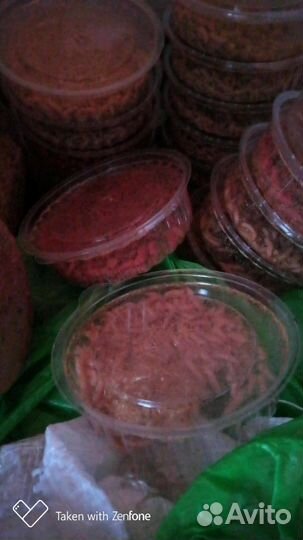 Червь опарыш