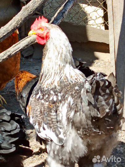 Петух брама