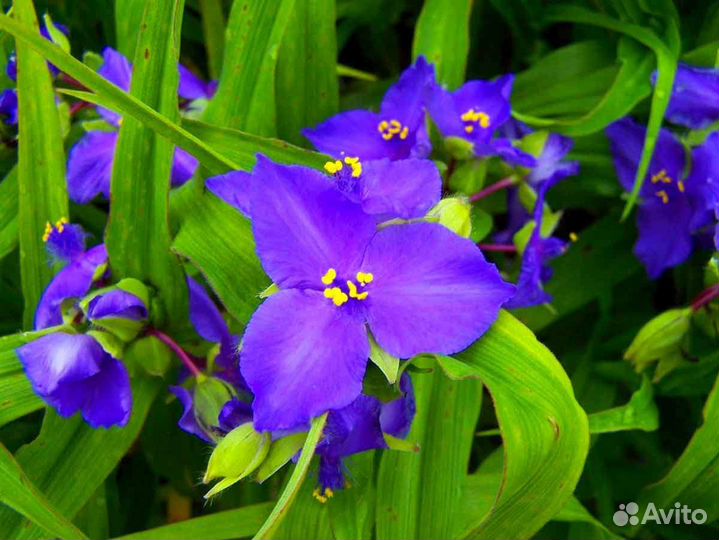 Традесканция 