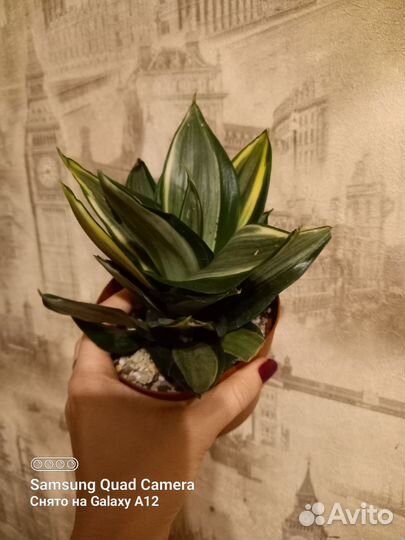 Сансевиерия сортовая
