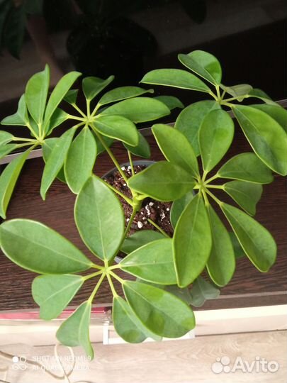 Комнатные цветы шефлера