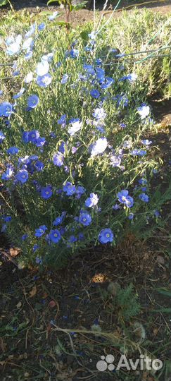 Цветы и кустарники