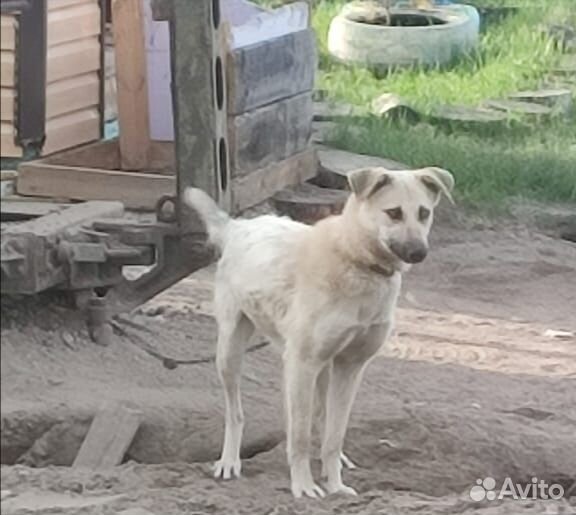 Собачка Соня 1 год
