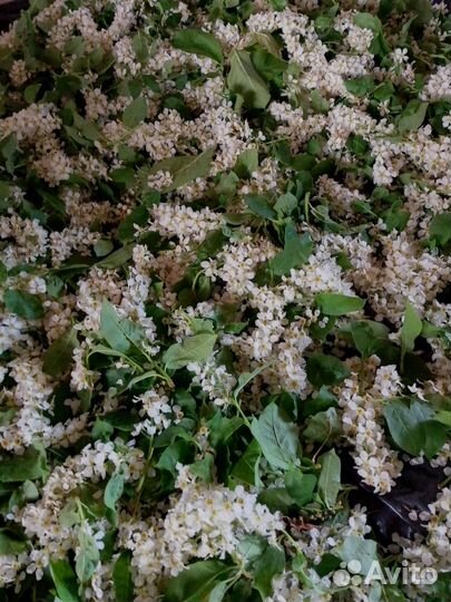 Травяной чай