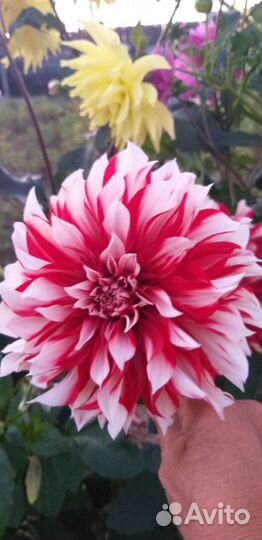 Георгины клубни