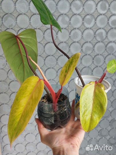 Филодендрон медуза