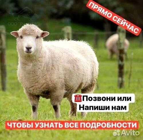 Электропастух для лошадей