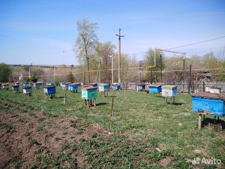Продам пчелосемьи