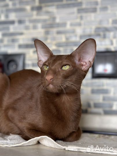 Ориентальные котята