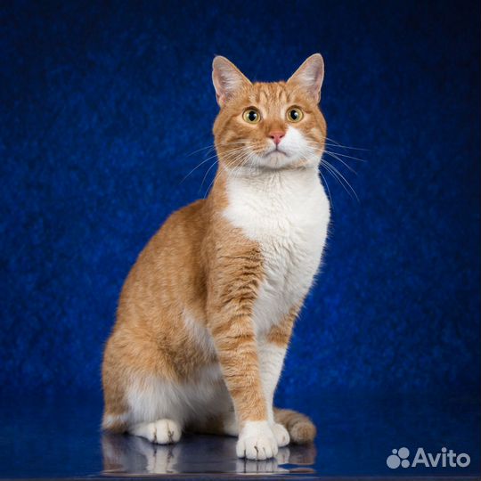 Отдам рыжего кота в добрые руки