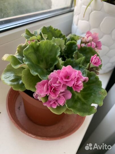 Фиалка Молодое растение