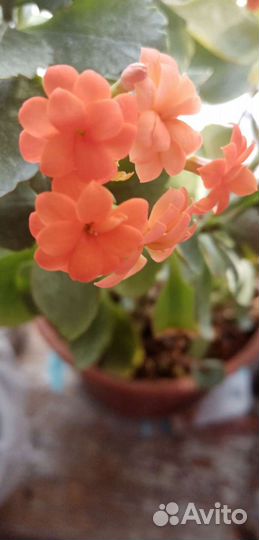 Толстянка, кампанула, гортензия, хризантема