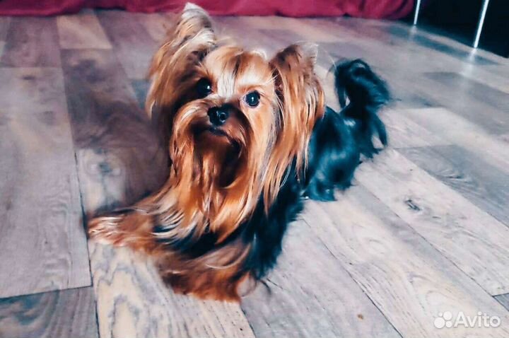 Йоркширский терьер