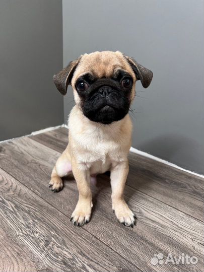 Щенок Мопс