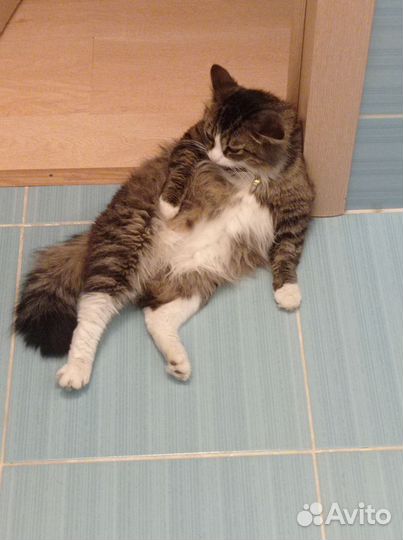 Кот в добрые руки