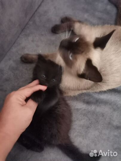 Кошечка в добрые руки