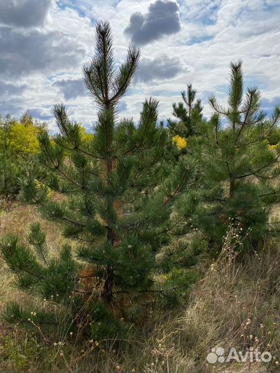 Сосна черная (Котельники )
