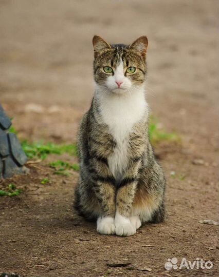 Отдам бесплатно котенка 4 месяца