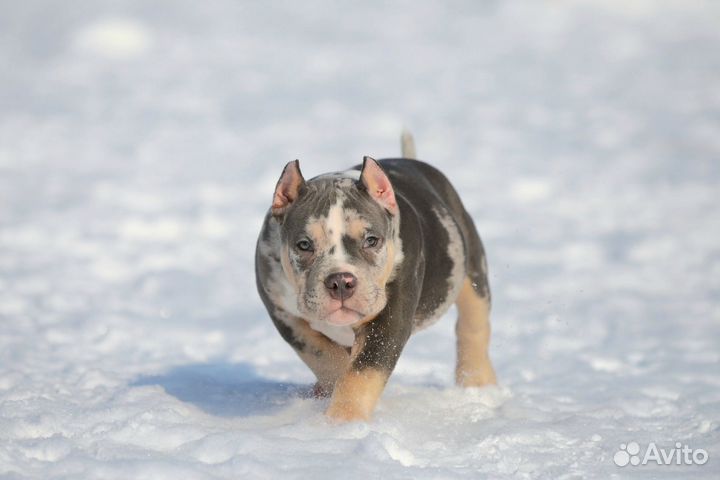 Американский булли покет мальчик