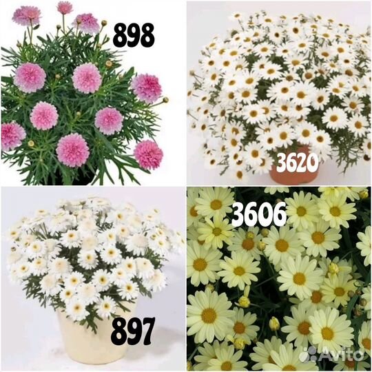 Аргирантемум