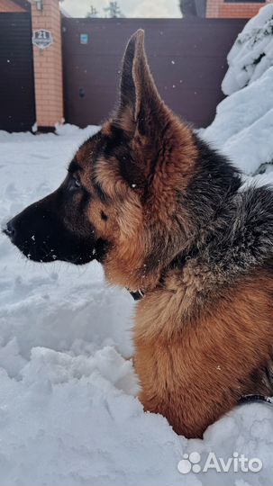 Немецкая овчарка