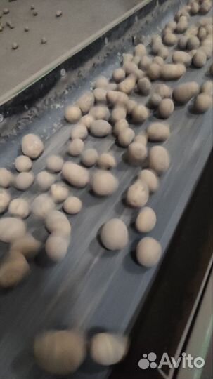 Картофель мелкий, и с травмой