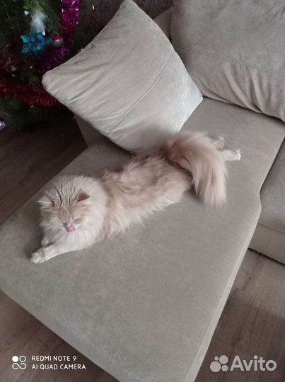 Кот Прохор ищет хозяина