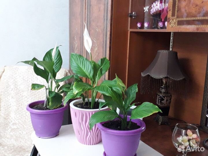 Женское счастье