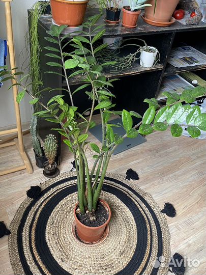 Замиокулькас